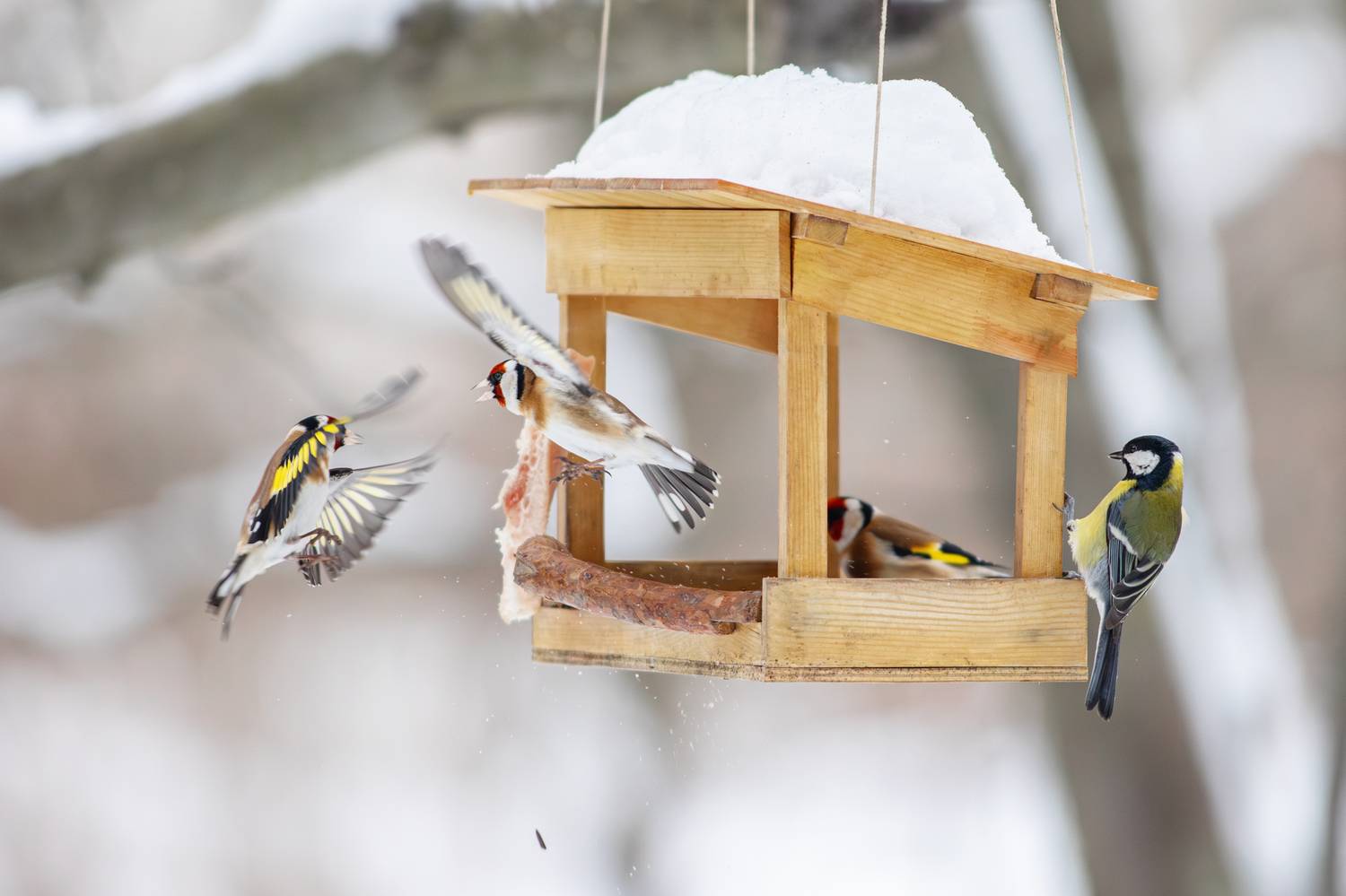 , Зубкова Юлия