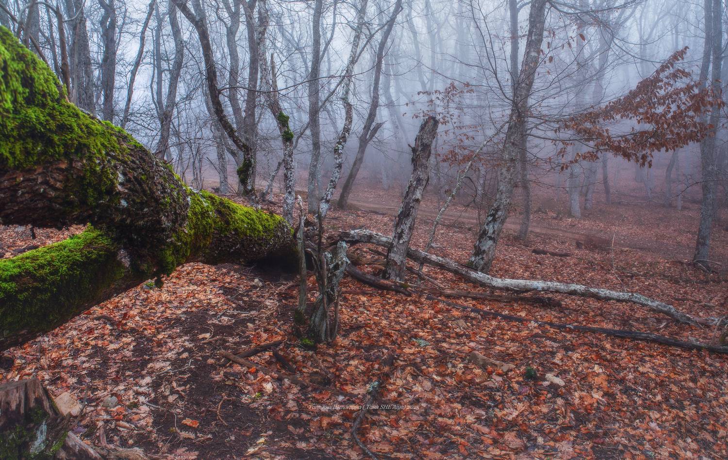 крым, куш-кая, пейзаж, ласпи,  crimea, landscape, куш кая, крымский пейзаж, зима в крыму, nature, природа, foggy, forest, Щепотина Татьяна