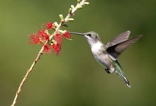 С Днем Орнитолога! Колибри -Ruby-throated Hummingbird