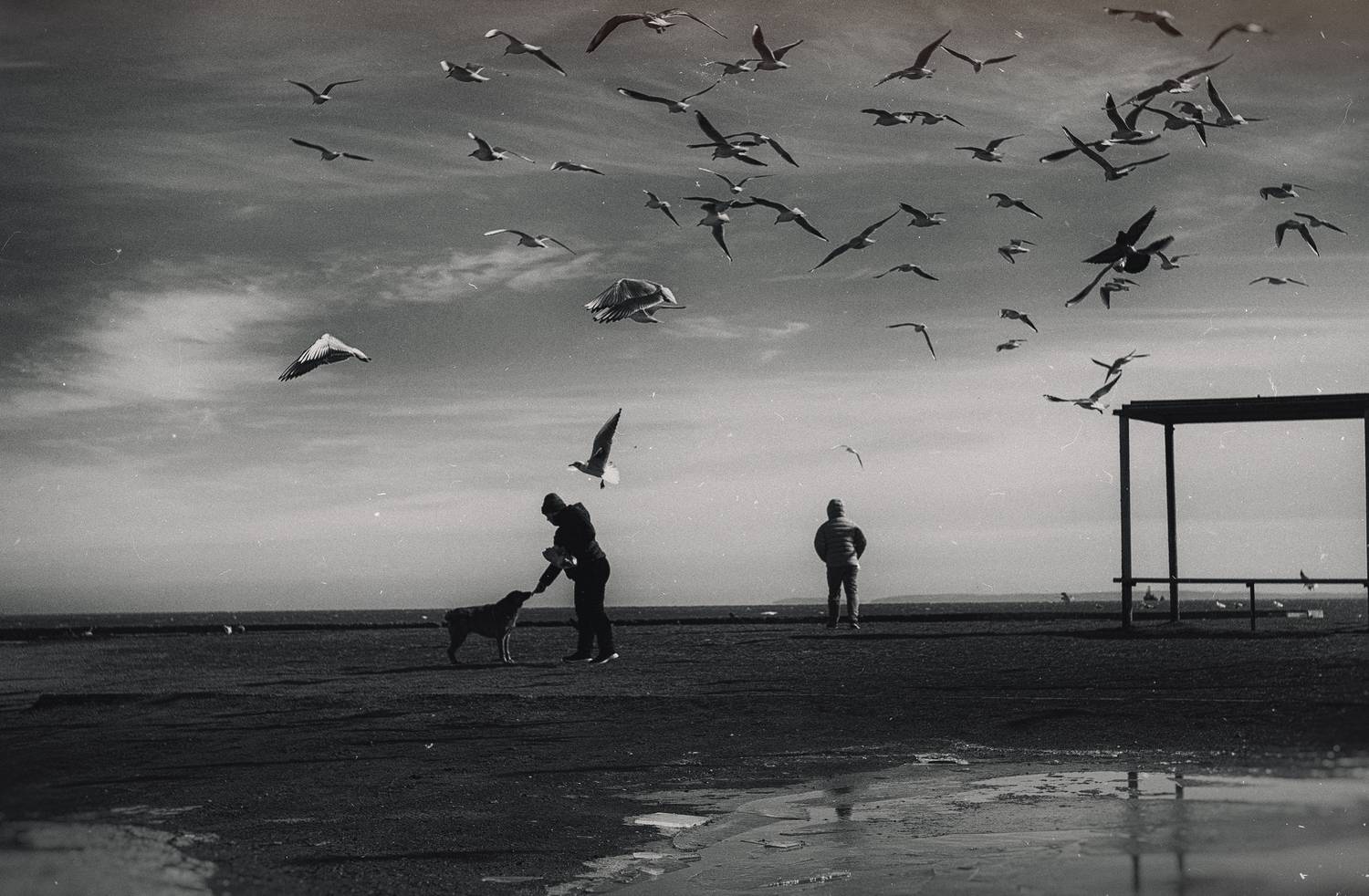 черно_белое, монохромное, стрит, уличная фотография, репортаж, морское побережье, город, черное море, птицы, чайки, кормёжка, атмосферное, зима, керченская зима, мануальное, винтажная оптика, юпитер-3, керчь, крым, россия, Щербак Анатолий