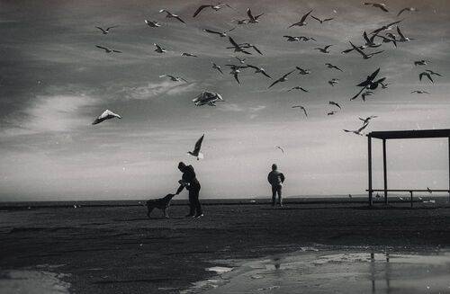 Когда ангелы кормят птиц.