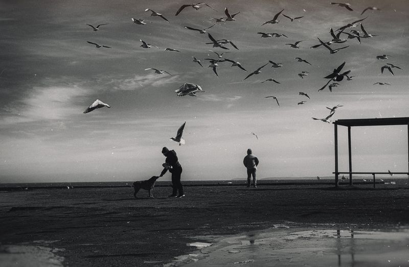 черно_белое, монохромное, стрит, уличная фотография, репортаж, морское побережье, город, черное море, птицы, чайки, кормёжка, атмосферное, зима, керченская зима, мануальное, винтажная оптика, юпитер-3, керчь, крым, россия Когда ангелы кормят птиц. фото превью