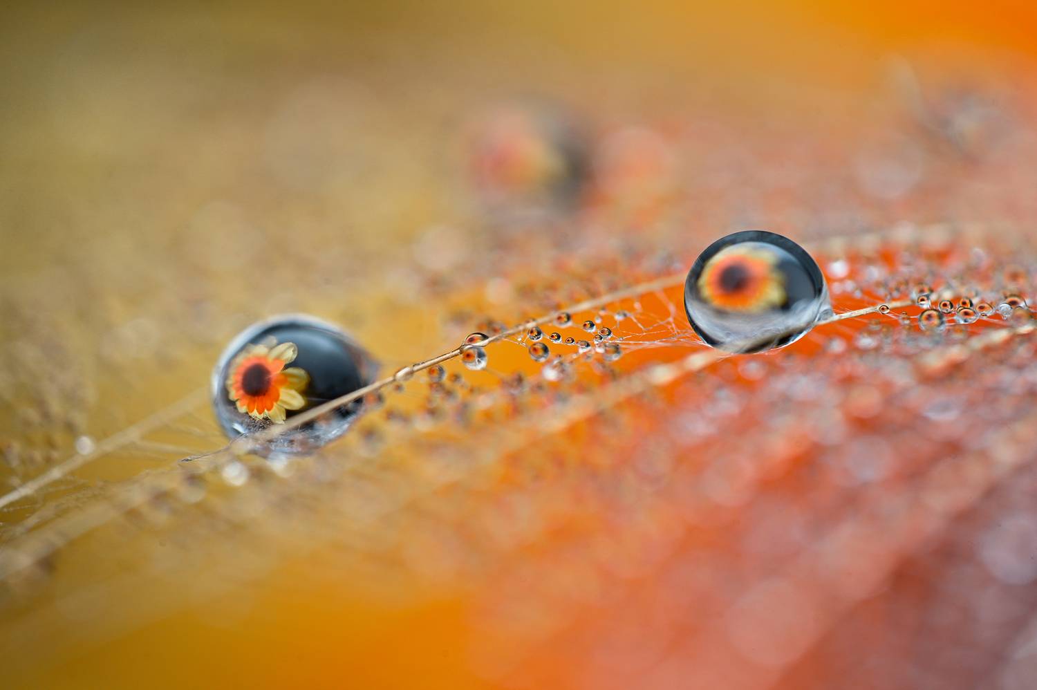 ceclii, macro, Ganev Tsvetan