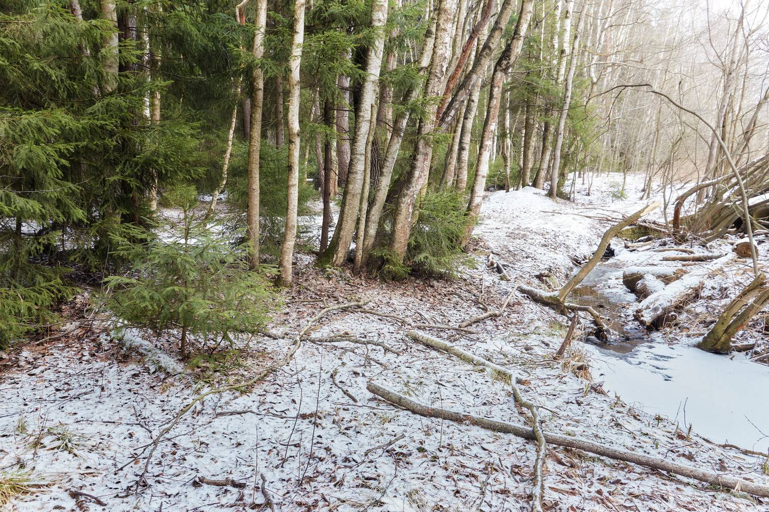 лес, зима, снег, Валерий Вождаев