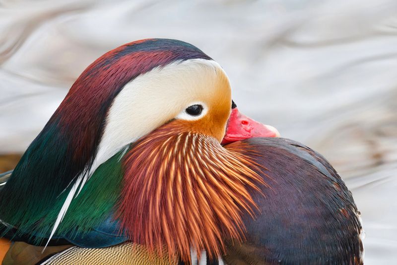 птицы, мандаринка Портрет мандаринки фото превью