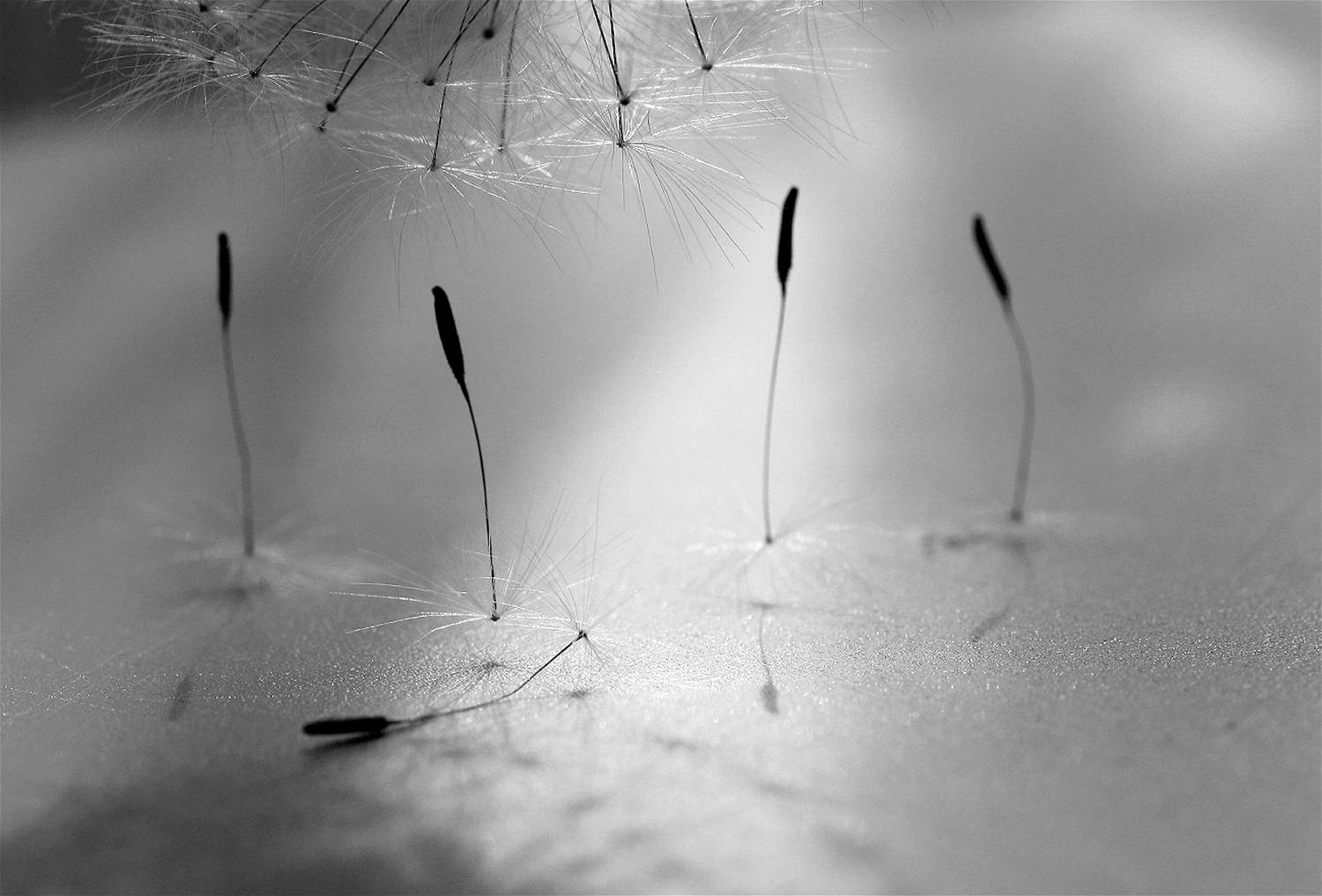 , Заболотская Ольга