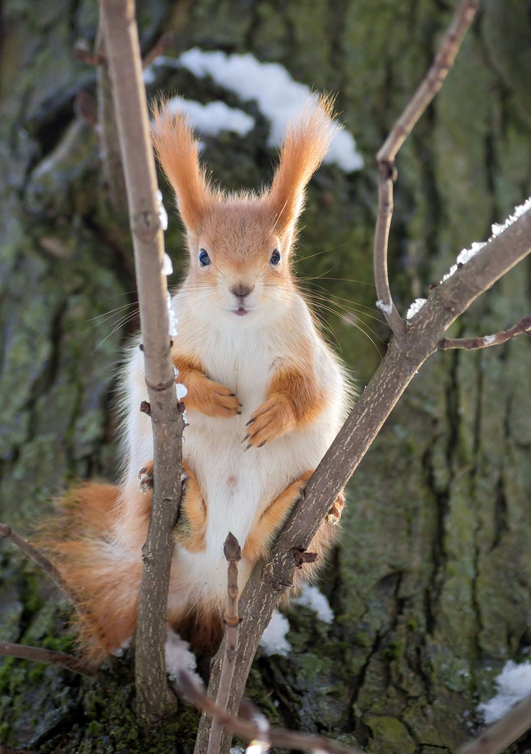 , Чепленко Алексей