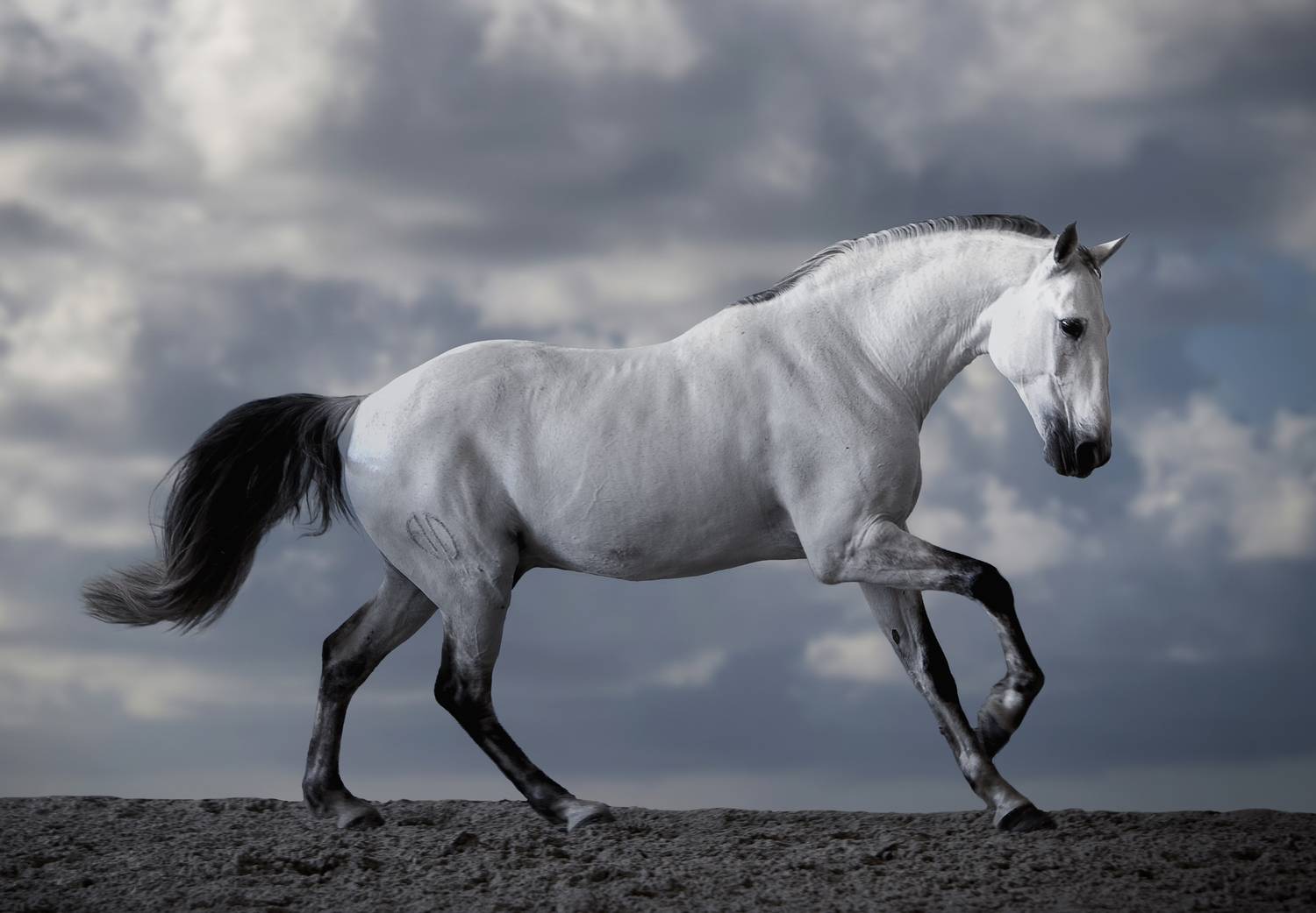 photography,horse,equine,luso,clouds,motion,animal,wild,natural,light,crative,edit,pose,portrait, Alexandre Marques