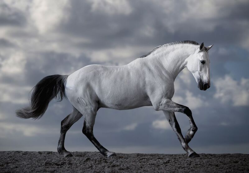 Digno фото превью