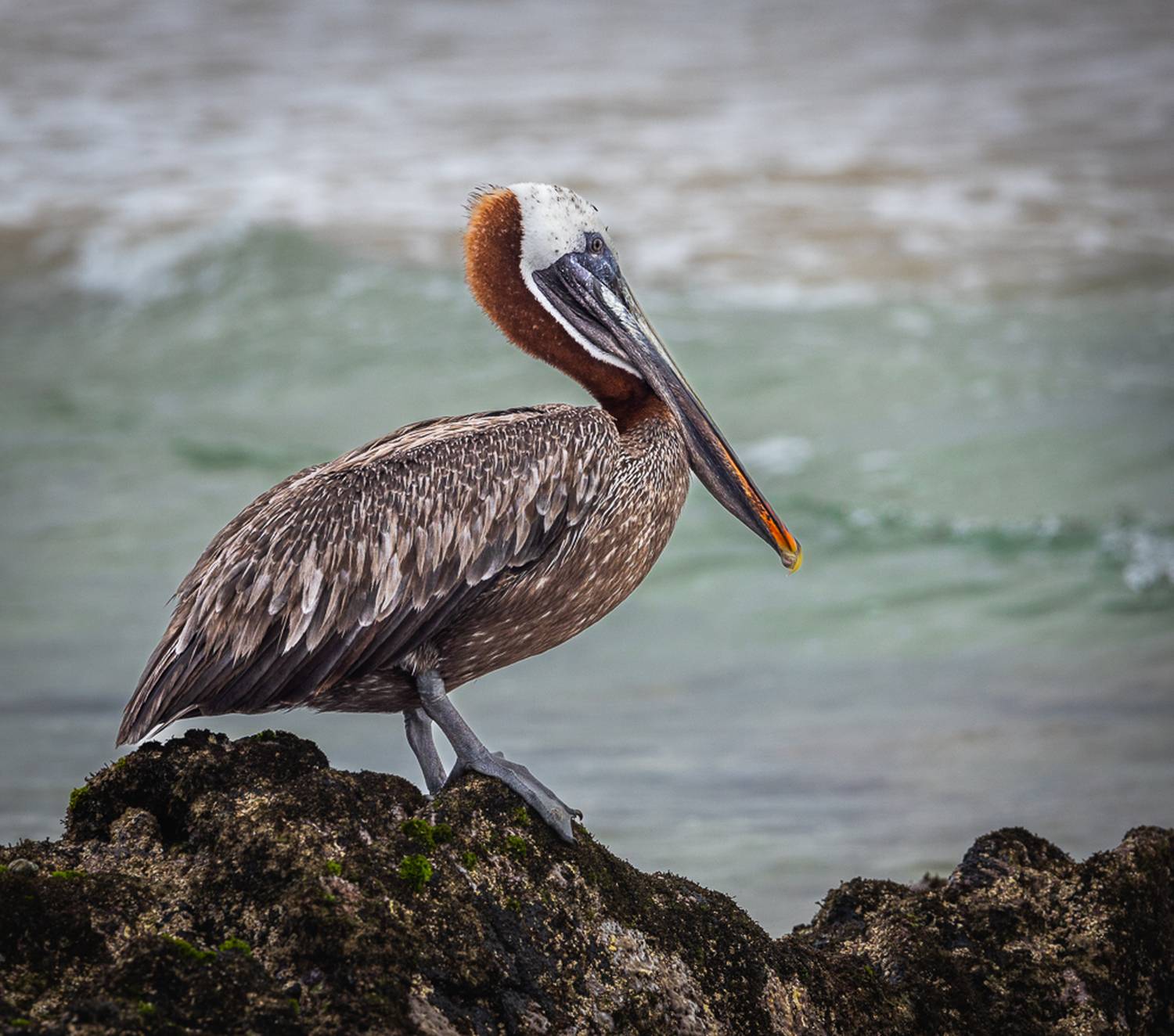 , Лозицкий Александр