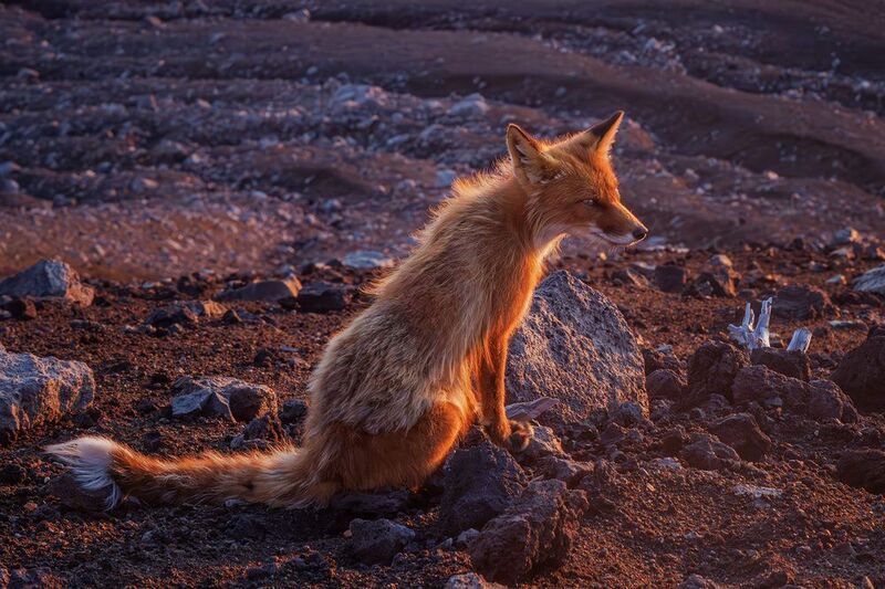 В утренних лучах фото превью
