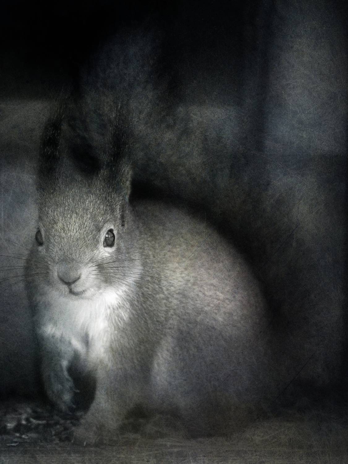 чб, белка, векша, Сергей Кот