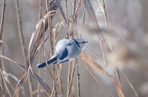 Князёк (5 ФОТО)