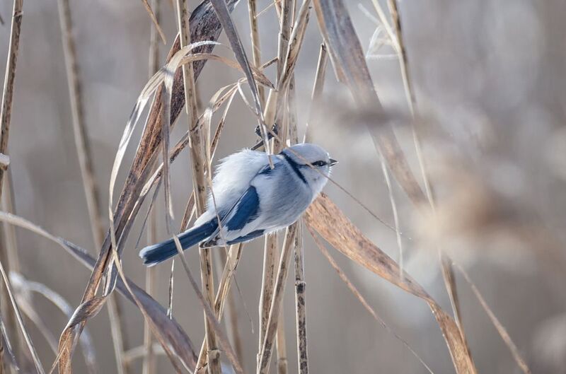 птица, белая, лазоревка, князёк, Князёк (5 ФОТО) фото превью