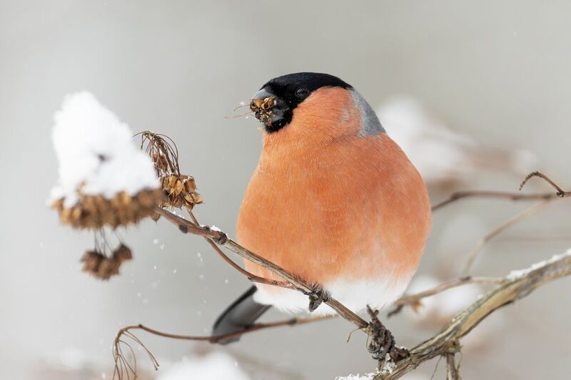 Снегирь на пузыреплоднике фото превью