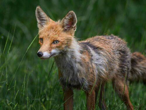 Истории живой природы. Лиса.