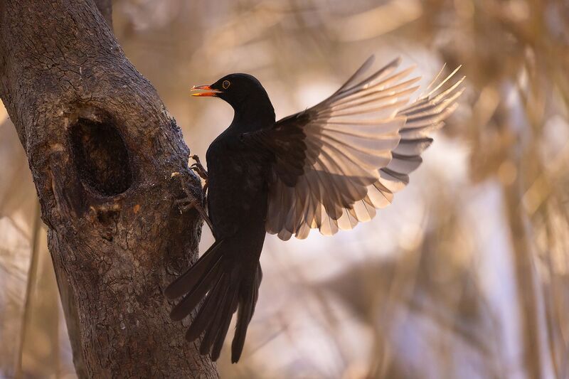 Blackbird фото превью