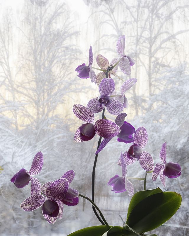 натюрморт, цветы, орхидеи, зимний пейзаж Бабочки зимой фото превью