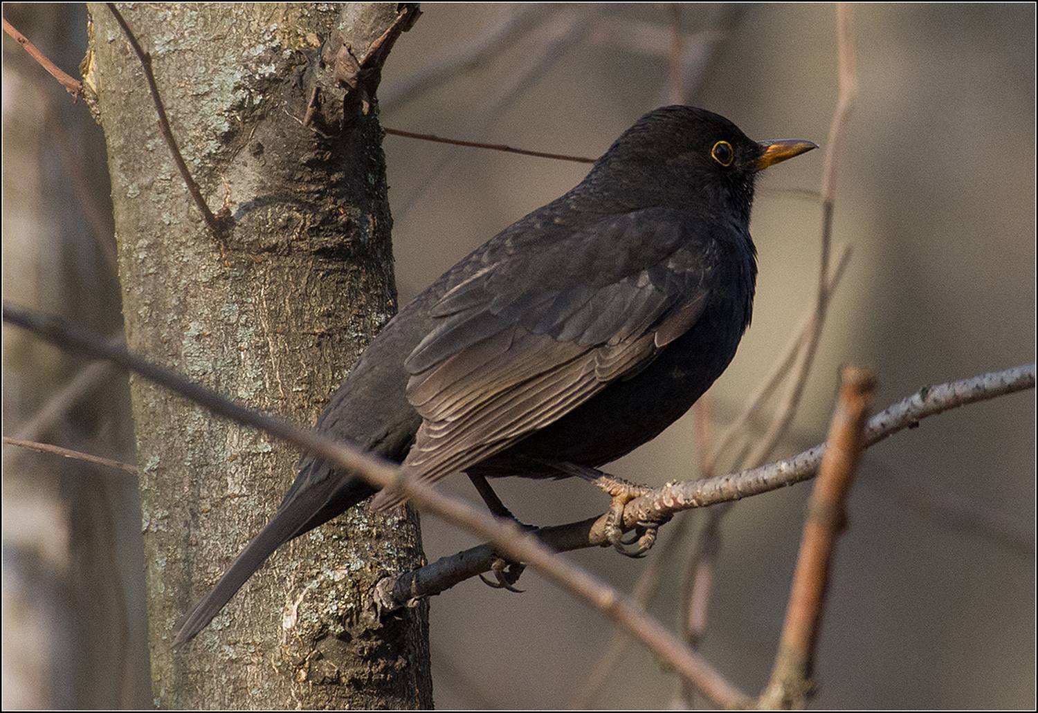 москва, зима, парк, птица, АНАТОЛИЙ ДОВЫДЕНКО