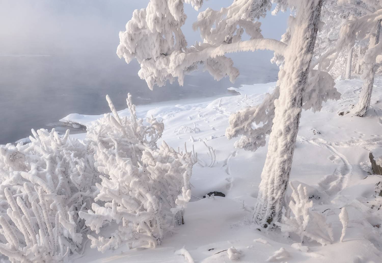 зима, мороз, берег, сибирь, изморозь, енисей, куржак, туман, Фомина Марина