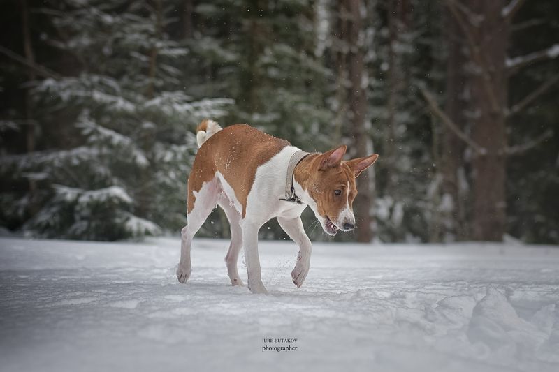 Дуся фото превью
