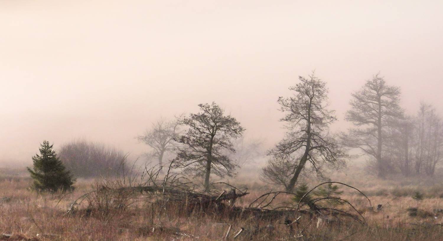 , Игорь Дубровский