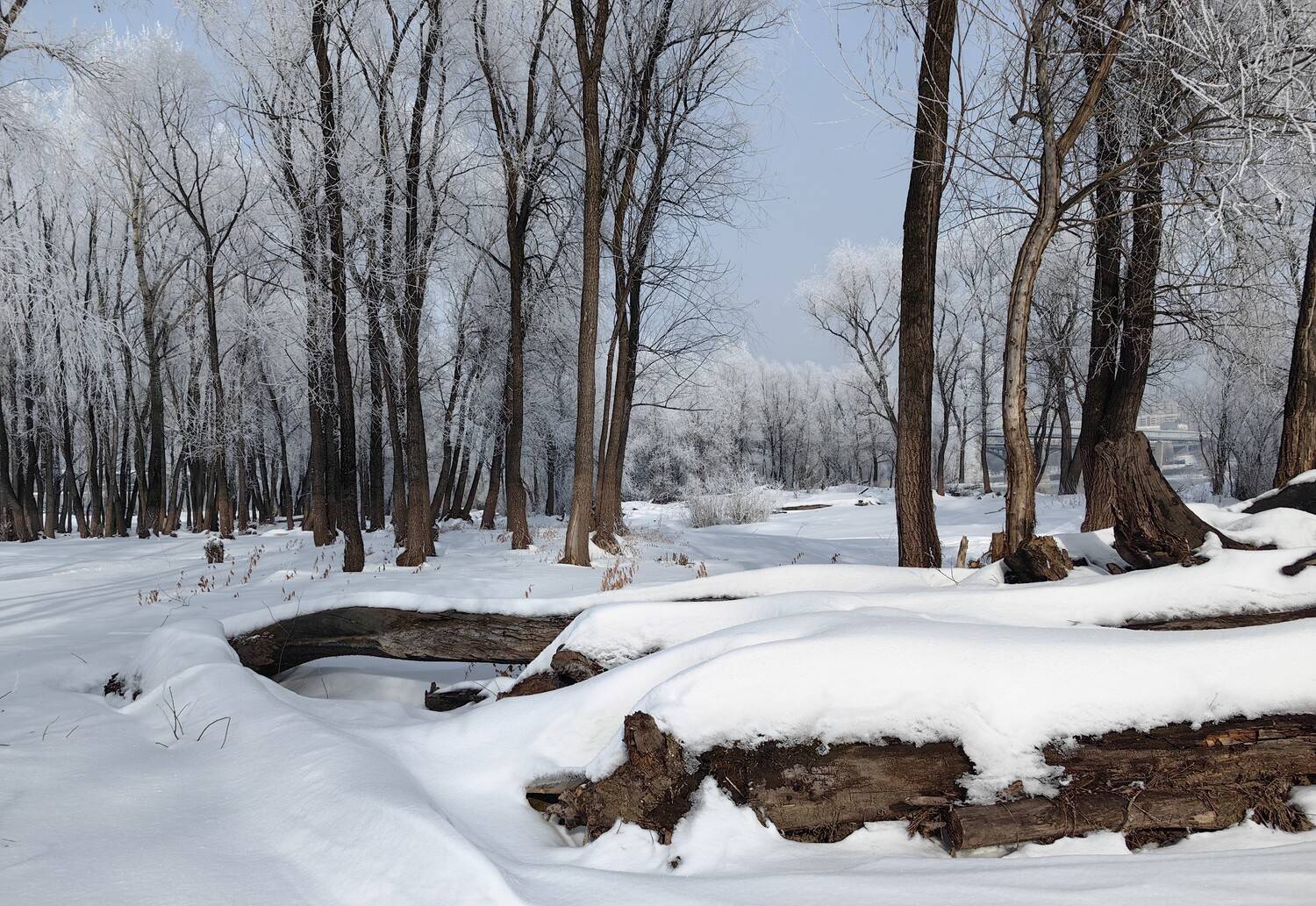 зима,иней,деревья,снег, Козлова Галина