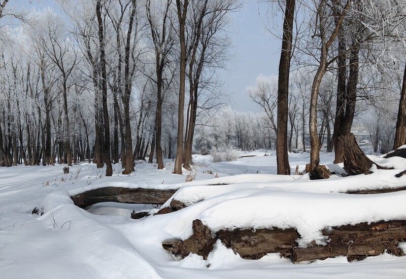 Февральский иней фото превью