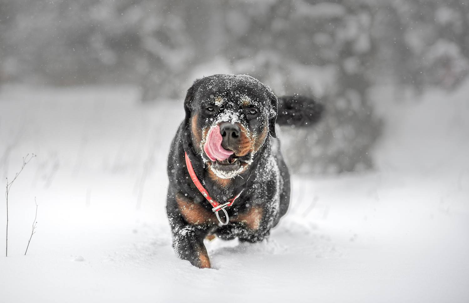 , Яна Кудлай