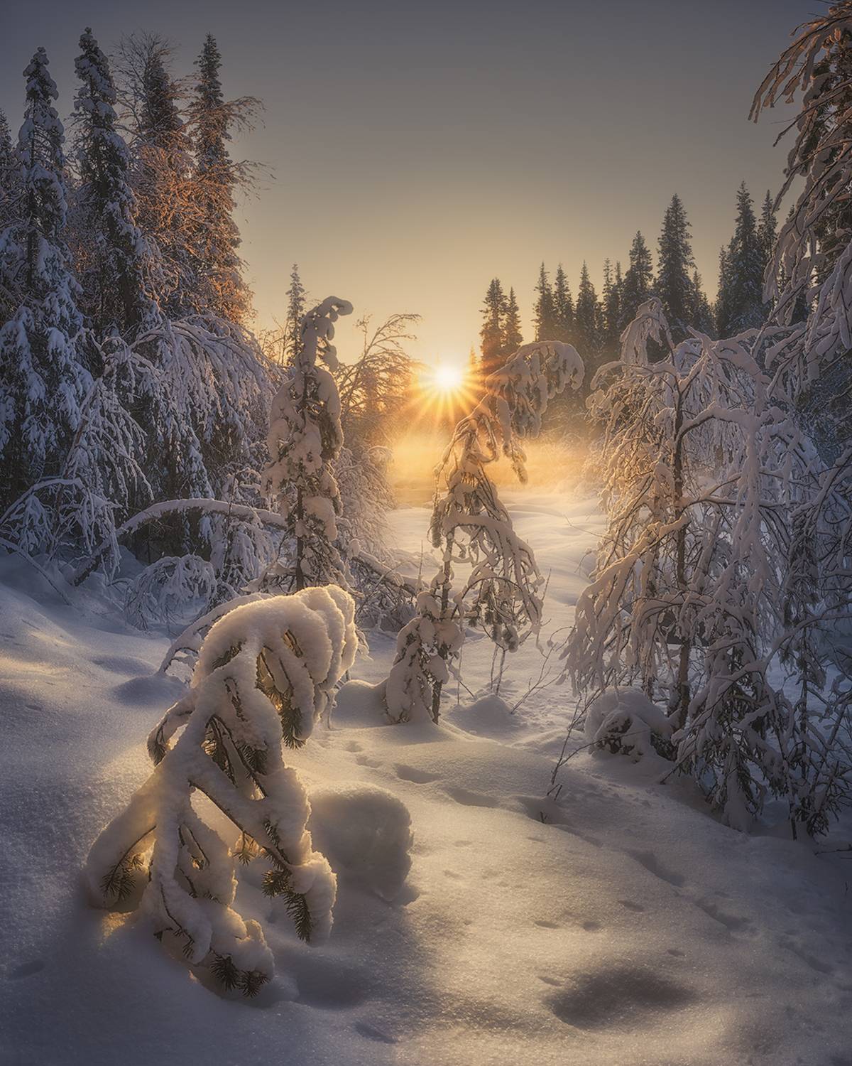 , Медянцев Дмитрий