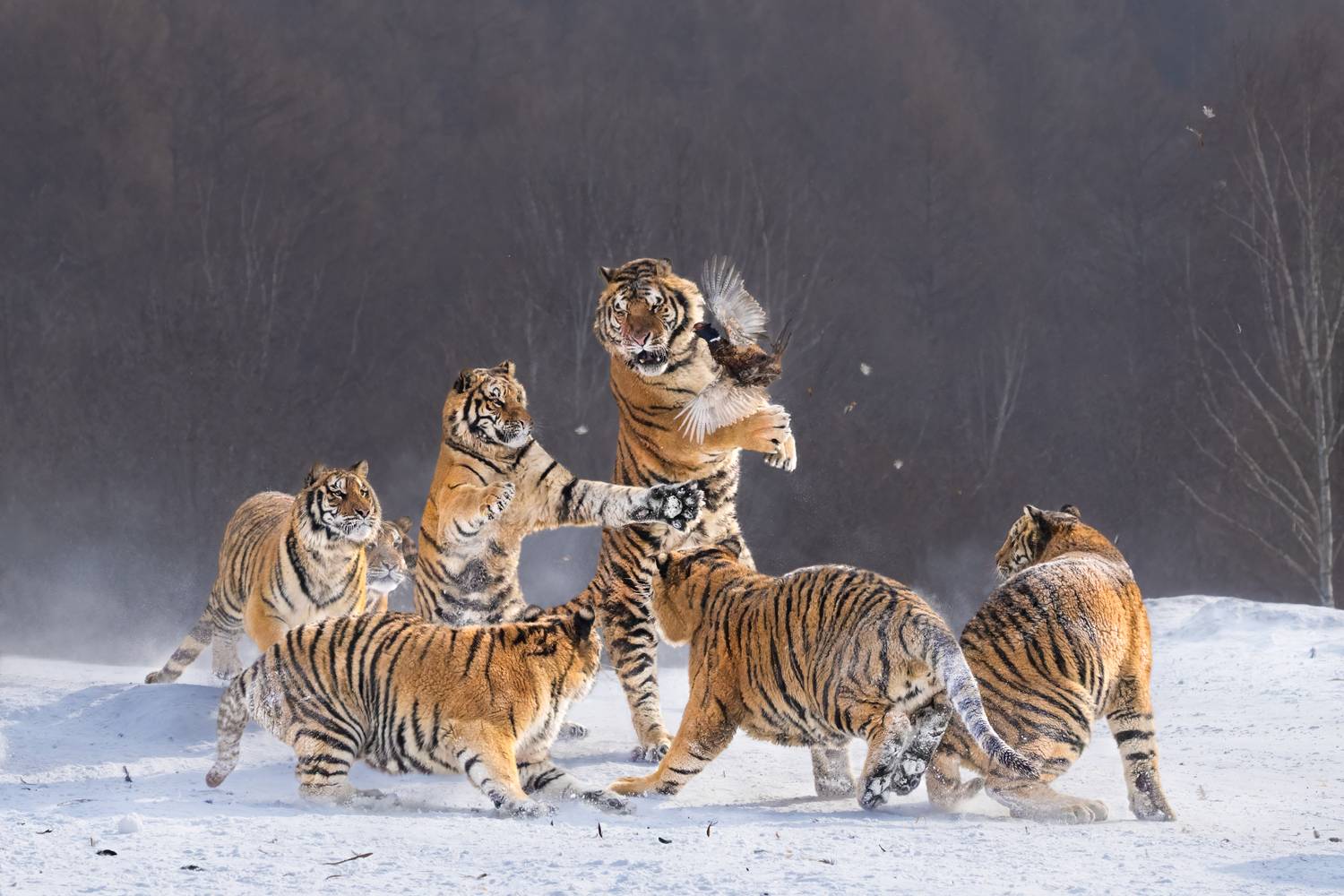 , Николай Мозгунов