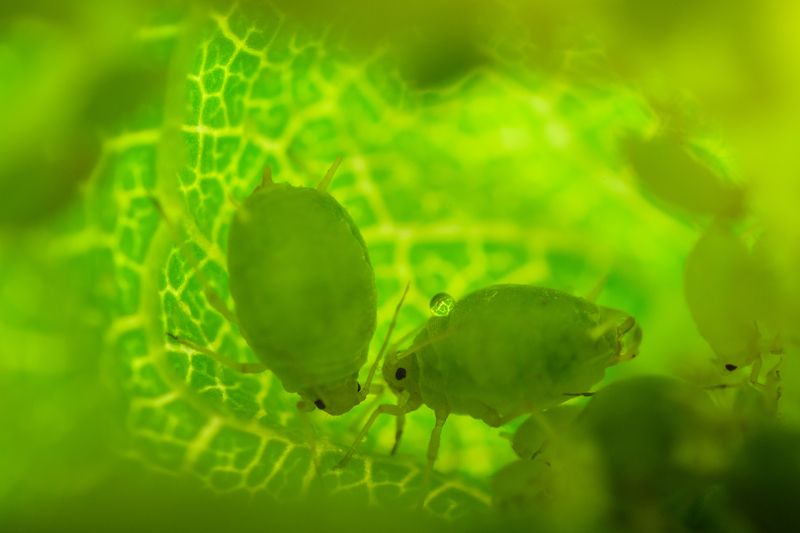 Тля, салатовый, зелёный Зелёный мирок фото превью