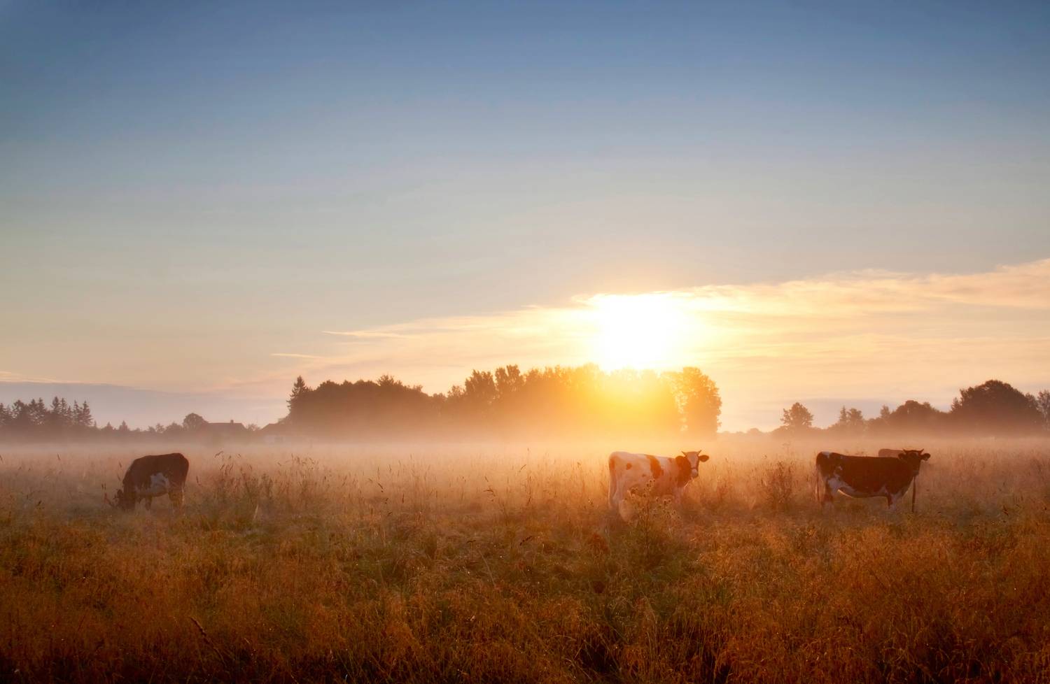 summer,fog,cows,field, Eugenijus Rauduve