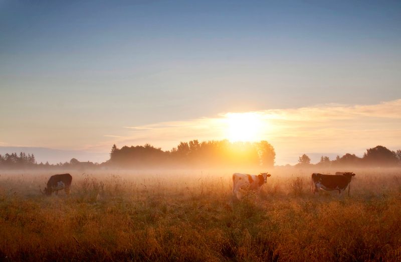 summer,fog,cows,field Late summer фото превью