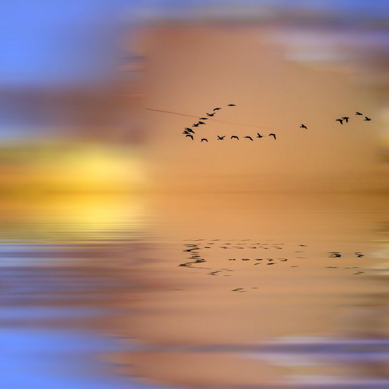 птици фото превью