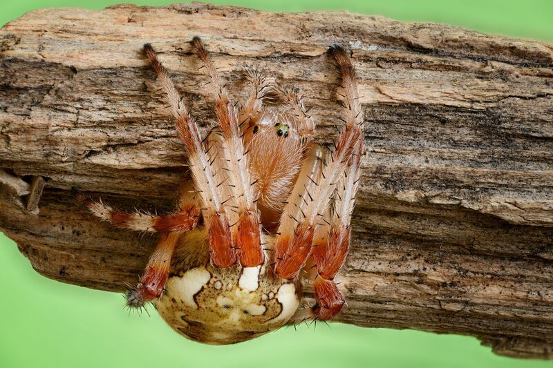 Крестовик фото превью