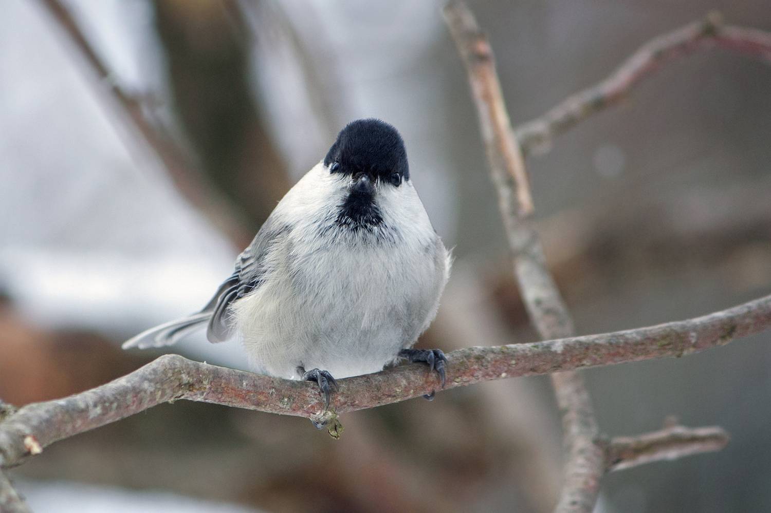 синица, буроголовая гаичка, пухляк, poecile montanus, КарОл