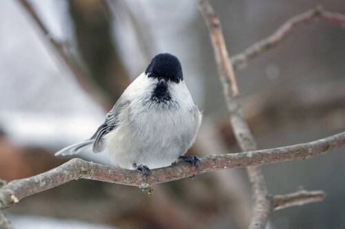 Пухляк (Poecile montanus)
