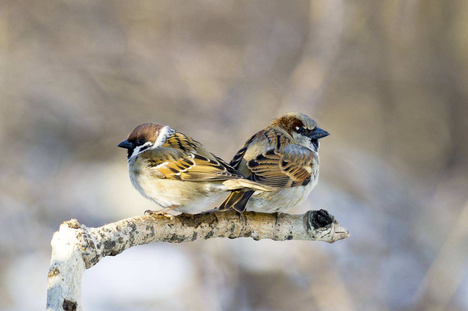 природа, Валерий Черняк