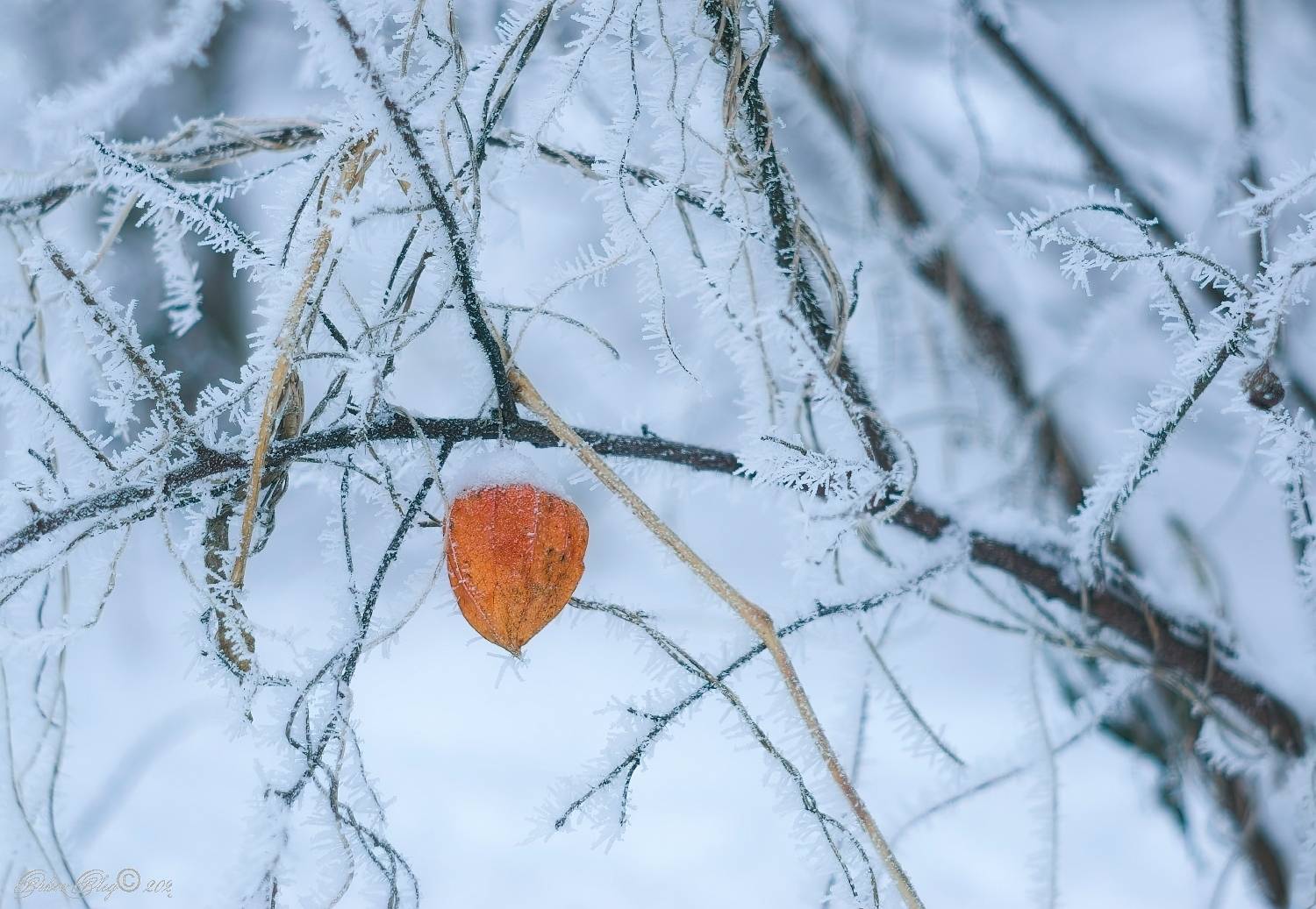 , Орлов Олег