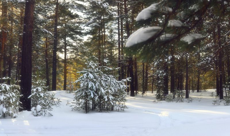 в зимнем лесу фото превью