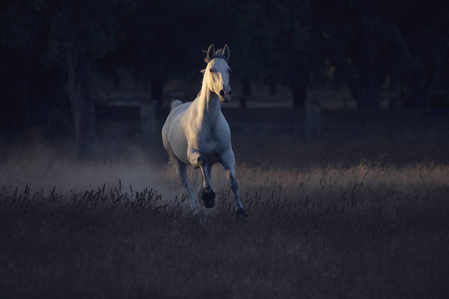 photography,horse,equine,luso,clouds,motion,animal,wild,natural,light,crative,edit,pose,portrait,blue,hour, Alexandre Marques
