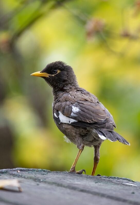 майна Майна фото превью