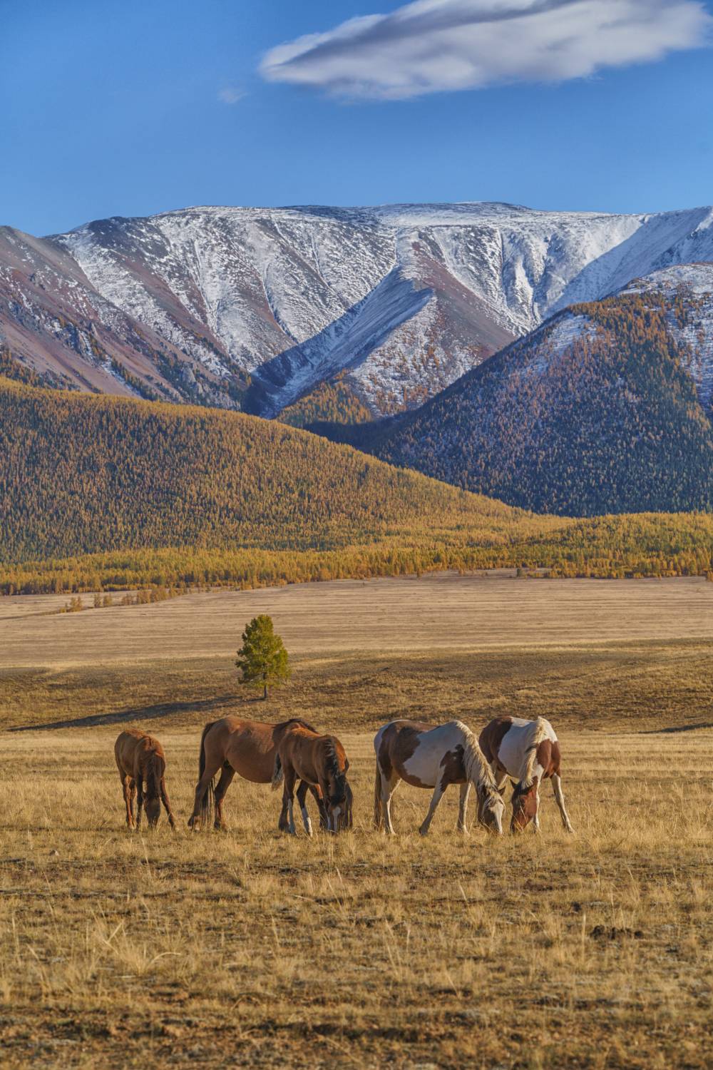 пейзаж, природа, лошади, Алтай, Россия, Лариса Дука