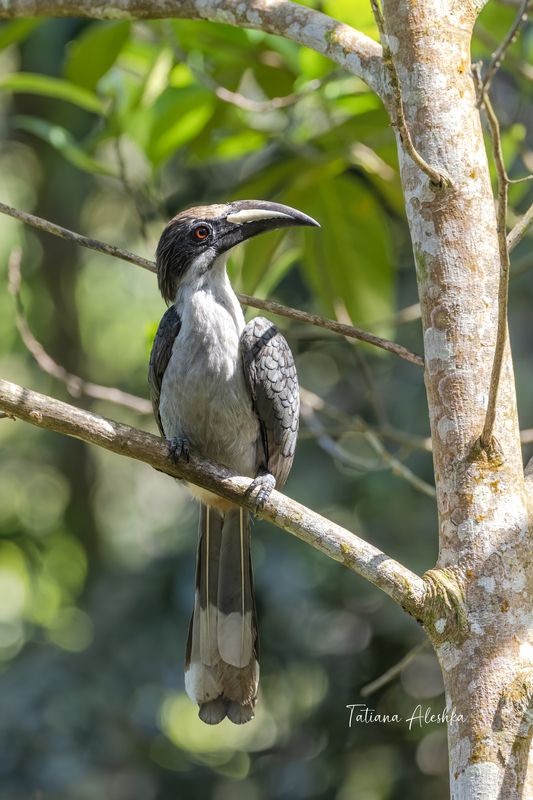Цейлонский серый ток (Sri Lanka grey hornbill) фото превью