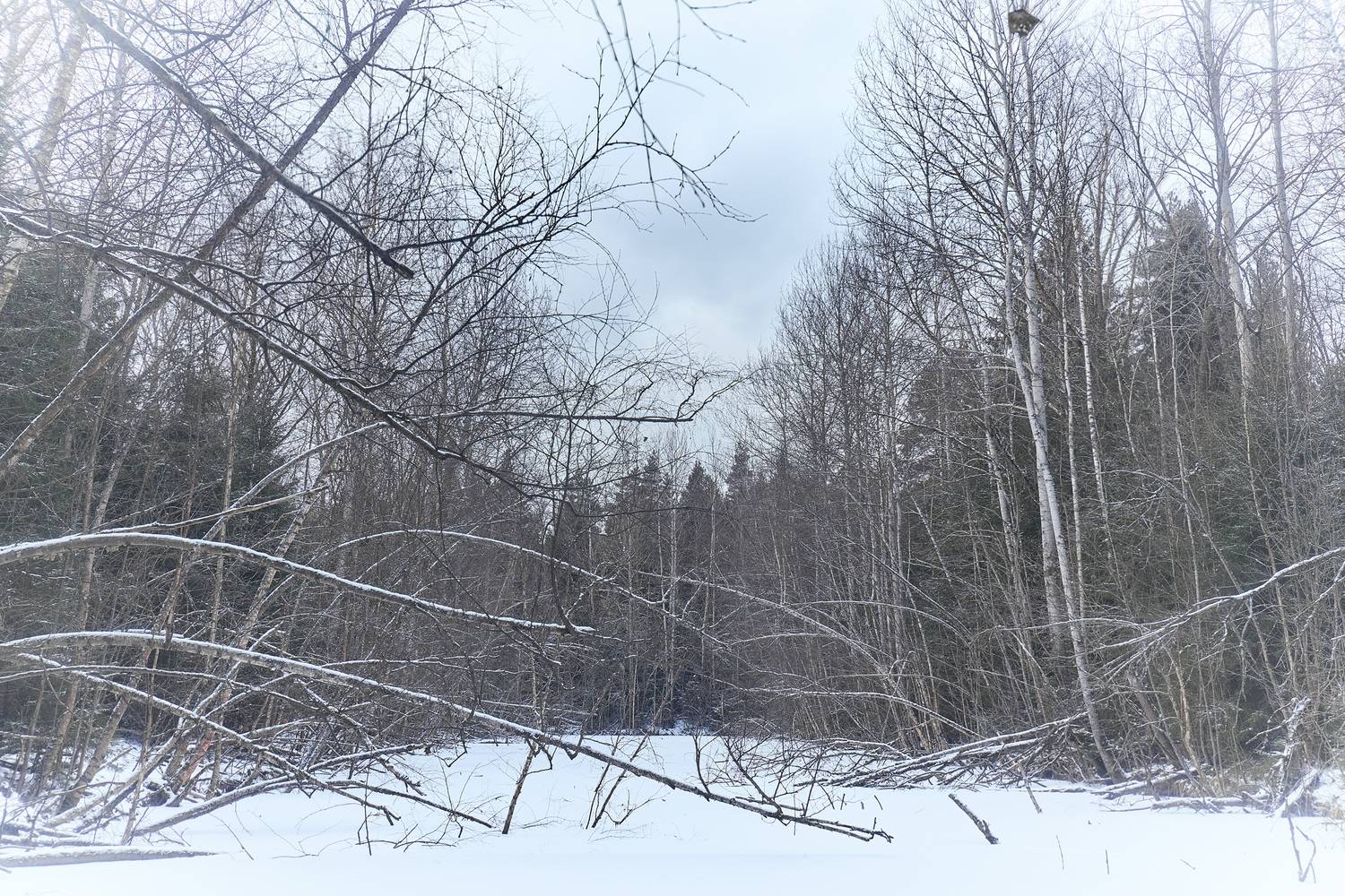 лес, зима, снег, Валерий Вождаев