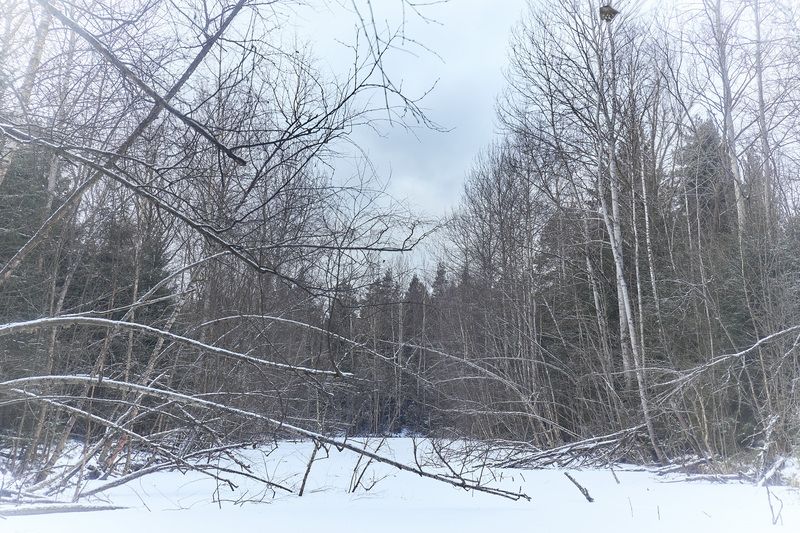 лес, зима, снег В зимнем лесу фото превью