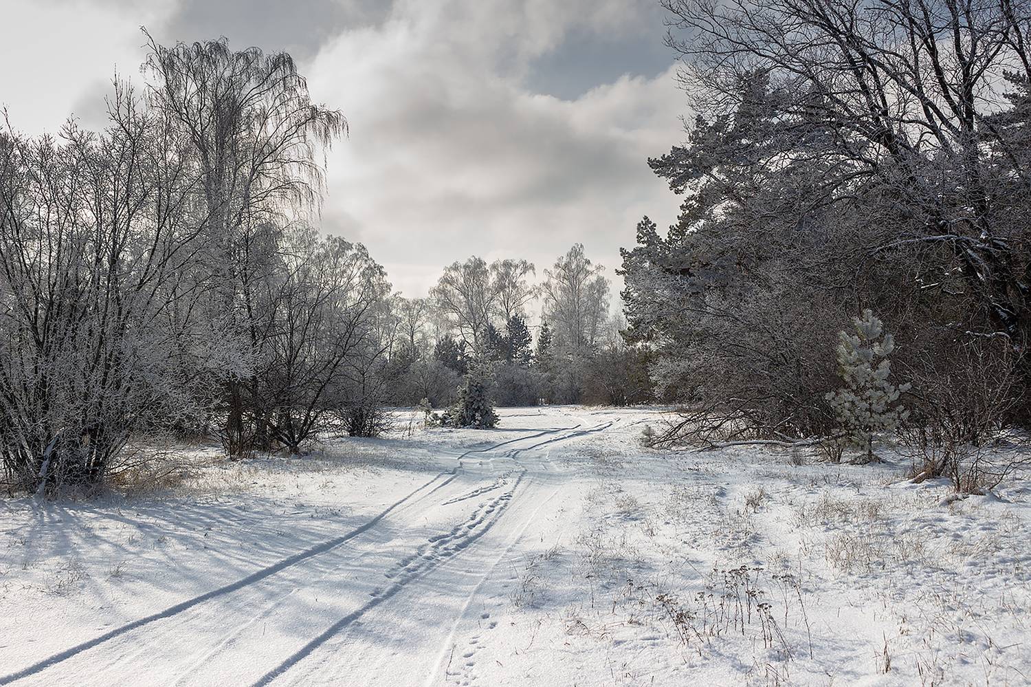 лес, деревья, зима, иней, природа, Востриков Руслан