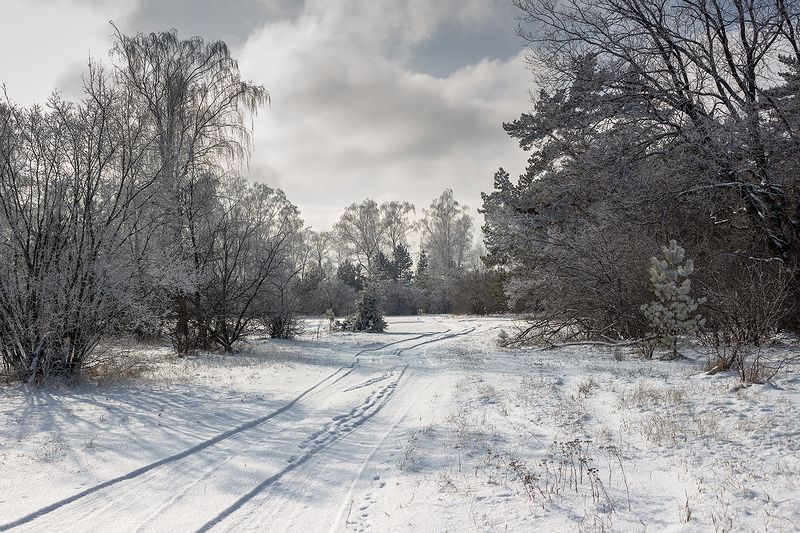 лес, деревья, зима, иней, природа  фото превью