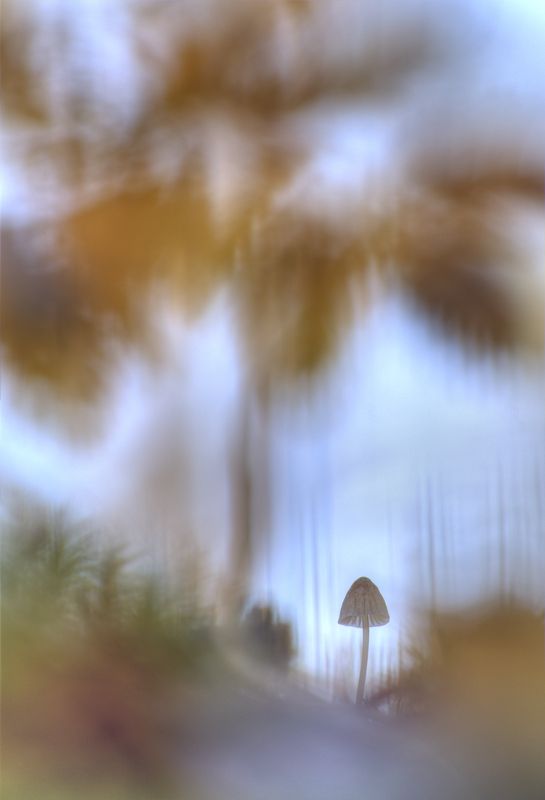 Грибная зарисовка :) фото превью